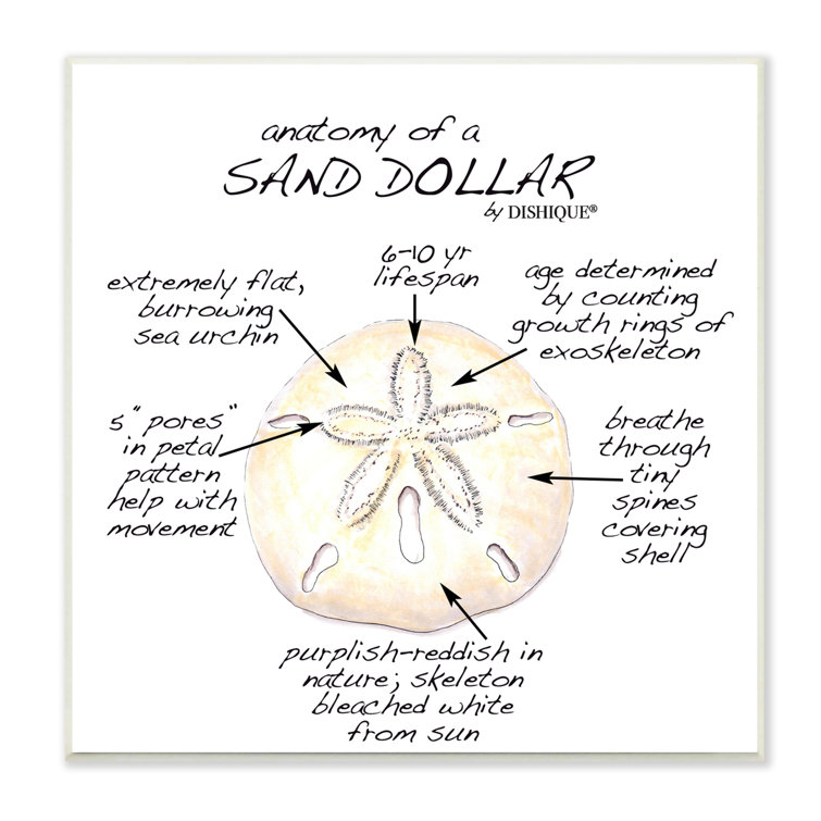 Informative Sand Dollar Learning Chart Nautical Education Wall Plaque Art  By Dishique